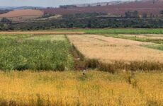 Epamig pesquisa plantas de cobertura adaptadas para seis regiões de Minas Gerais