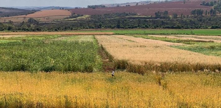 Epamig pesquisa plantas de cobertura adaptadas para seis regiões de Minas Gerais