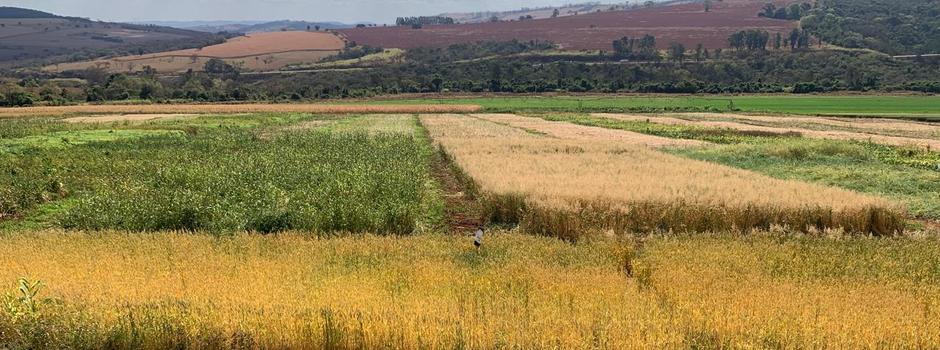 Epamig pesquisa plantas de cobertura adaptadas para seis regiões de Minas Gerais
