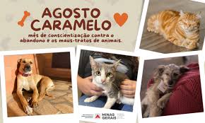 Agosto Caramelo marca avanço de programa gratuito do Governo de Minas que já microchipou mais de 270 mil cães e gatos