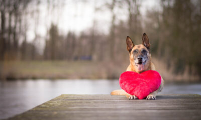 Setembro Vermelho: mês de conscientização sobre saúde cardiovascular pet