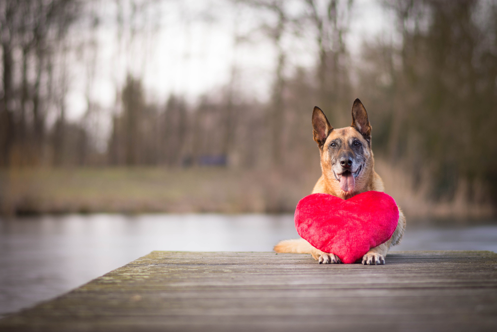 Setembro Vermelho: mês de conscientização sobre saúde cardiovascular pet