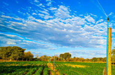 Nova Lei estimula produtores rurais de Minas Gerais a irrigar pela primeira vez