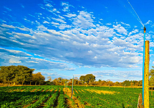 Nova Lei estimula produtores rurais de Minas Gerais a irrigar pela primeira vez