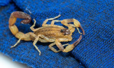 Araxá registra 67 acidentes com escorpiões em 2025; Vigilância reforça orientações à população