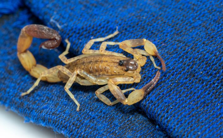 Araxá registra 67 acidentes com escorpiões em 2025; Vigilância reforça orientações à população Araxá registra 67 acidentes com escorpiões em 2025; Vigilância reforça orientações à população