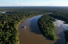 Fazendas ilegais de gado devastam áreas protegidas na Amazônia