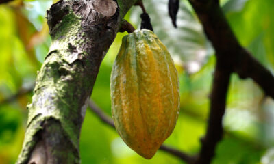 Levantamento inédito da Emater aponta área plantada de 480 hectares de cacau em Minas