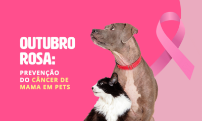 Outubro Rosa Pet: mês de conscientização sobre câncer de mama