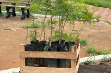 Praça Mangueira ganha novas árvores com a chegada do período chuvoso