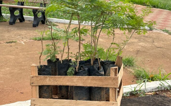 Praça Mangueira ganha novas árvores com a chegada do período chuvoso