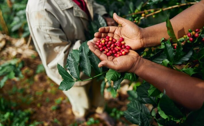 Saca de café do Cerrado Mineiro é vendida por R$ 200 mil e quebra recorde nacional