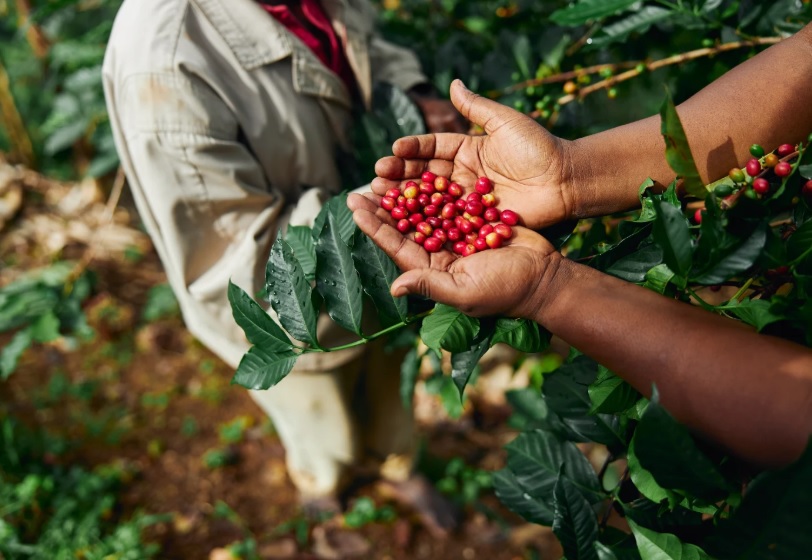 Saca de café do Cerrado Mineiro é vendida por R$ 200 mil e quebra recorde nacional