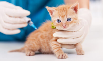 Vacinas para pets: descubra 6 mitos e verdades que todo tutor precisa saber