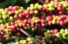 Governo de Minas anuncia criação de centro de excelência em cafeicultura