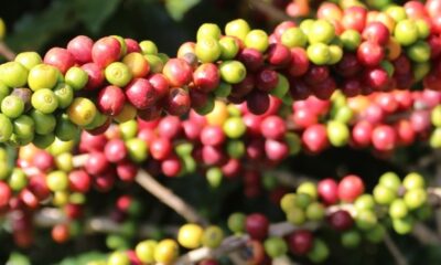 Governo de Minas anuncia criação de centro de excelência em cafeicultura