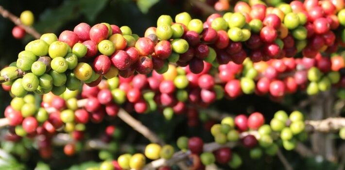 Governo de Minas anuncia criação de centro de excelência em cafeicultura