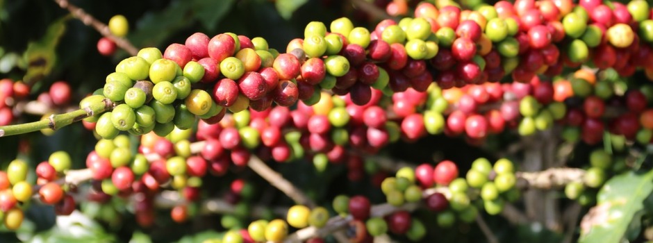 Governo de Minas anuncia criação de centro de excelência em cafeicultura