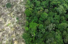 No Amazonas, 62% da exploração madeireira é feita ilegalmente