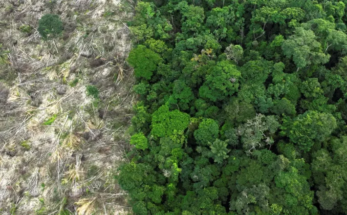 No Amazonas, 62% da exploração madeireira é feita ilegalmente