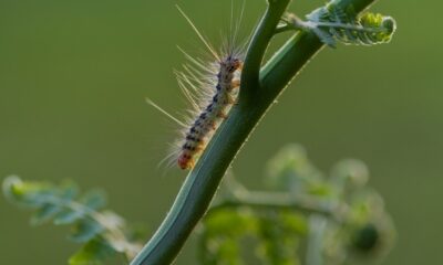 Acidentes por contato com lagartas em crianças: quais são os riscos?
