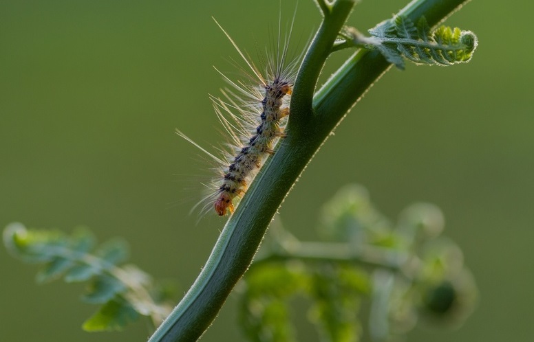 Acidentes por contato com lagartas em crianças: quais são os riscos?