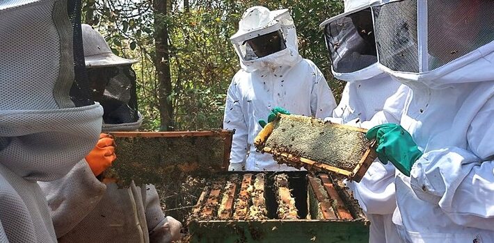 Nova cartilha da Emater-MG orienta sobre boas práticas no processamento do mel