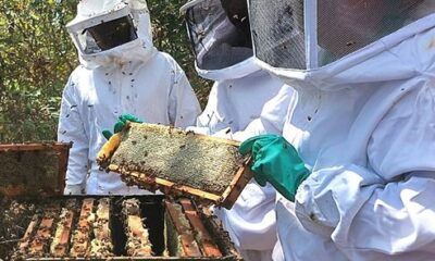 Nova cartilha da Emater-MG orienta sobre boas práticas no processamento do mel