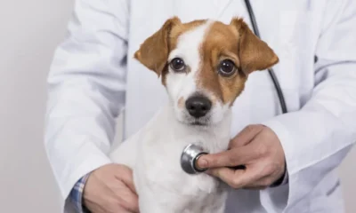 Férias: A importância do check-up para animais em espaços compartilhados 