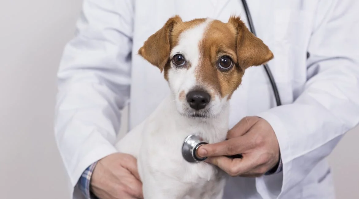 Férias: A importância do check-up para animais em espaços compartilhados 
