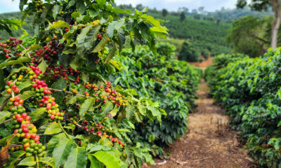 Café mineiro impulsiona produção nacional e projeta maior safra da história em 2026