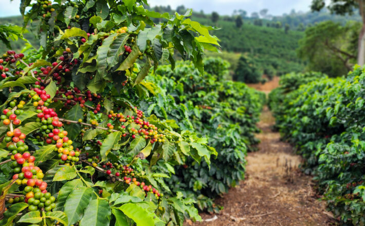 Café mineiro impulsiona produção nacional e projeta maior safra da história em 2026