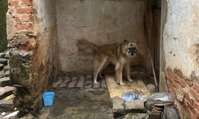 Instituto Caramelo apoia resgate de animais afetados pelas chuvas em Juiz de Fora (MG)