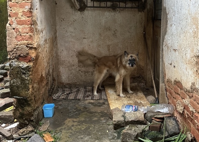 Instituto Caramelo apoia resgate de animais afetados pelas chuvas em Juiz de Fora (MG)