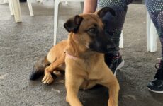 Mais de 11 mil castrações ajudam a reduzir abandono de cães e gatos em Araxá