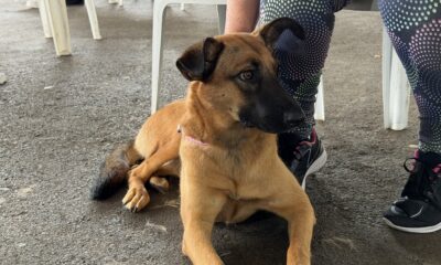 Mais de 11 mil castrações ajudam a reduzir abandono de cães e gatos em Araxá