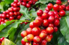 Exportações do agro mineiro somam US$ 3,93 bilhões no primeiro trimestre de 2026