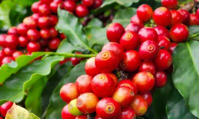 Exportações do agro mineiro somam US$ 3,93 bilhões no primeiro trimestre de 2026