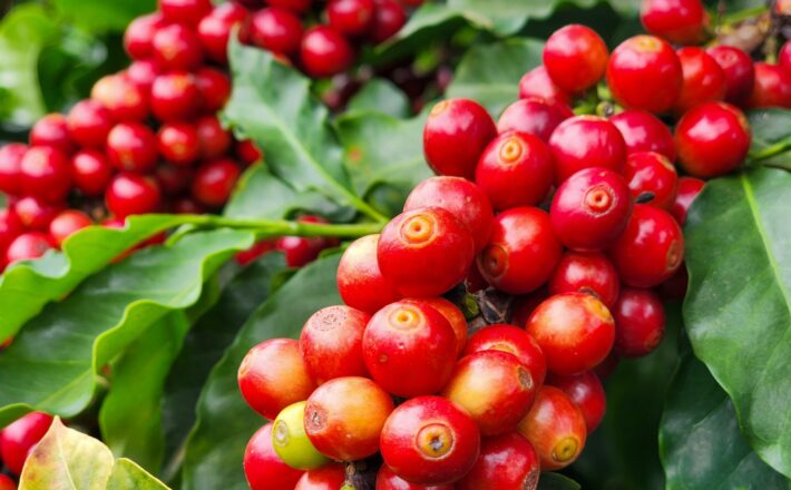 Exportações do agro mineiro somam US$ 3,93 bilhões no primeiro trimestre de 2026