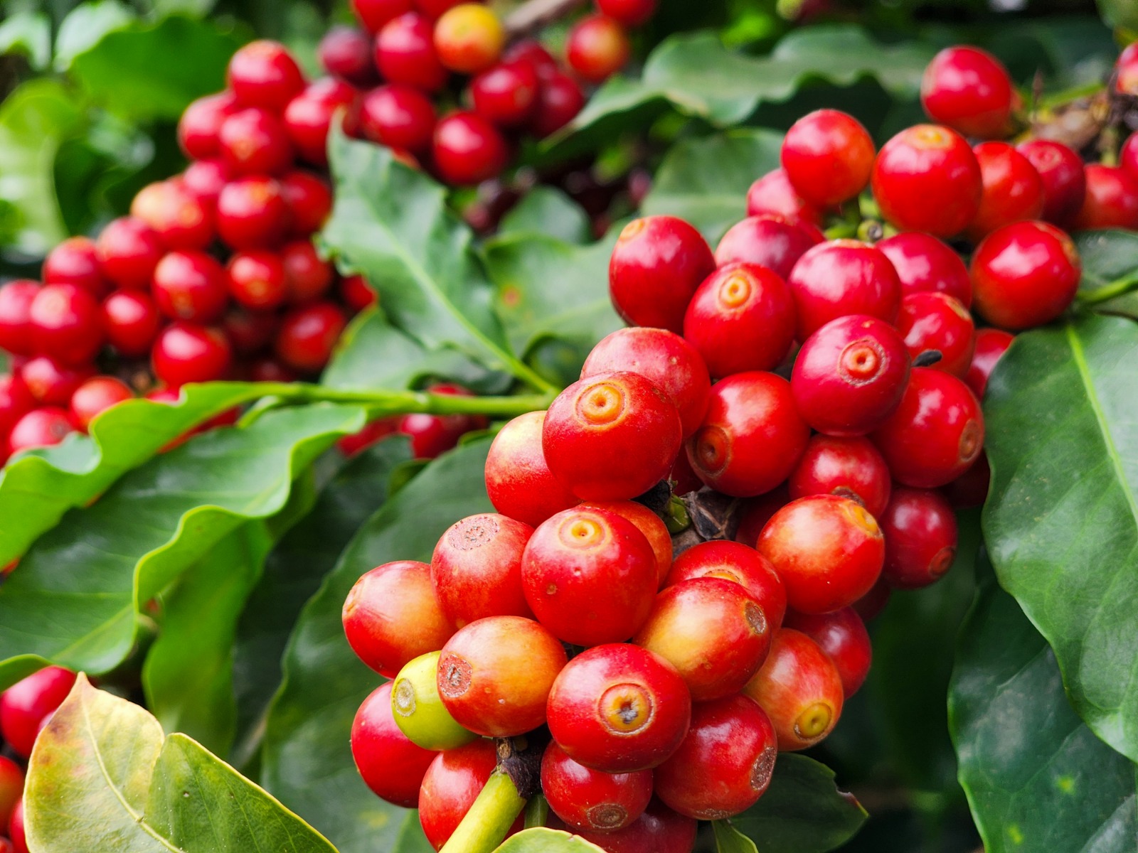 Exportações do agro mineiro somam US$ 3,93 bilhões no primeiro trimestre de 2026