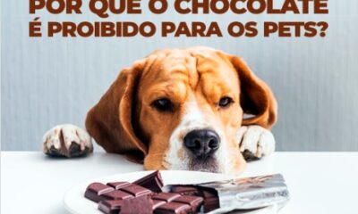 Chocolate pode ser fatal para cães: alerta se intensifica durante a Páscoa
