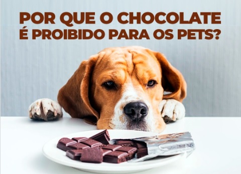 Chocolate pode ser fatal para cães: alerta se intensifica durante a Páscoa
