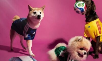 Copa do Mundo 2026 impulsiona mercado pet e transforma animais em verdadeiros torcedores da Seleção