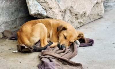 Abandono é uma agressão ao animal e a sociedade