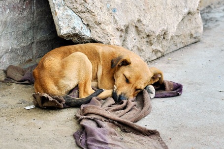 Abandono é uma agressão ao animal e a sociedade