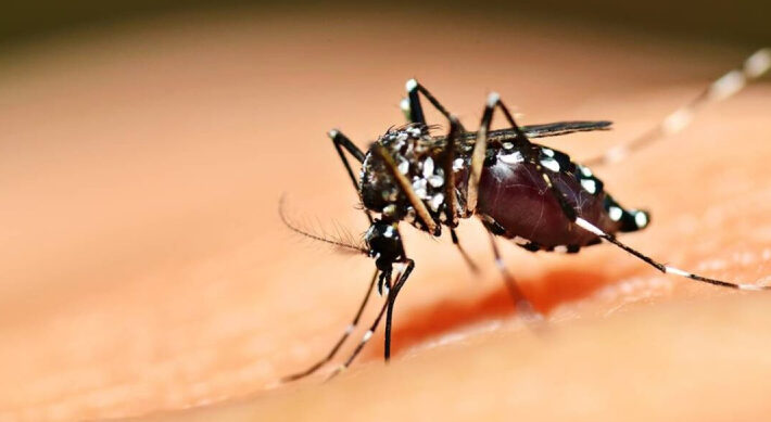 Casos de chikungunya na região acende alerta em Araxá e Vigilância reforça ações de combate ao Aedes aegypti