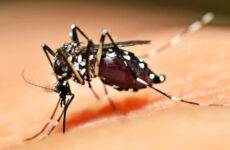 Casos de chikungunya na região acende alerta em Araxá e Vigilância reforça ações de combate ao Aedes aegypti