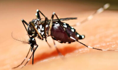 Casos de chikungunya na região acende alerta em Araxá e Vigilância reforça ações de combate ao Aedes aegypti