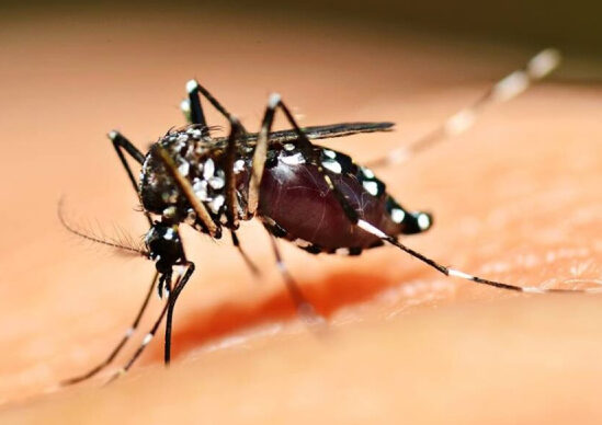 Casos de chikungunya na região acende alerta em Araxá e Vigilância reforça ações de combate ao Aedes aegypti