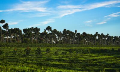 Região do Cerrado Mineiro lança nova marca na World of Coffee Brussels 2026
